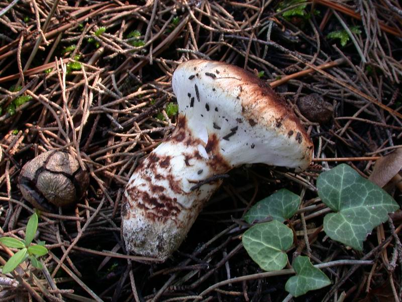 Tricholoma caligatum.